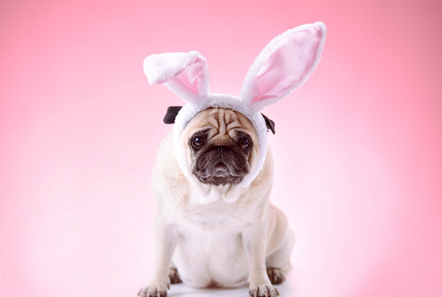 Carlino_il_mio_cane